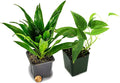 Josh's Frogs 12x12x20 Crested Gecko Vivarium Plant Kit
