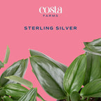 Costa Farms Sterling Silver Scindapsus Live Plant in Self Watering Pot, Indoor Houseplant, Perfect for Home, Room, or Office Decor, Great House Warming or Birthday Gift, 9-12 Inches Tall