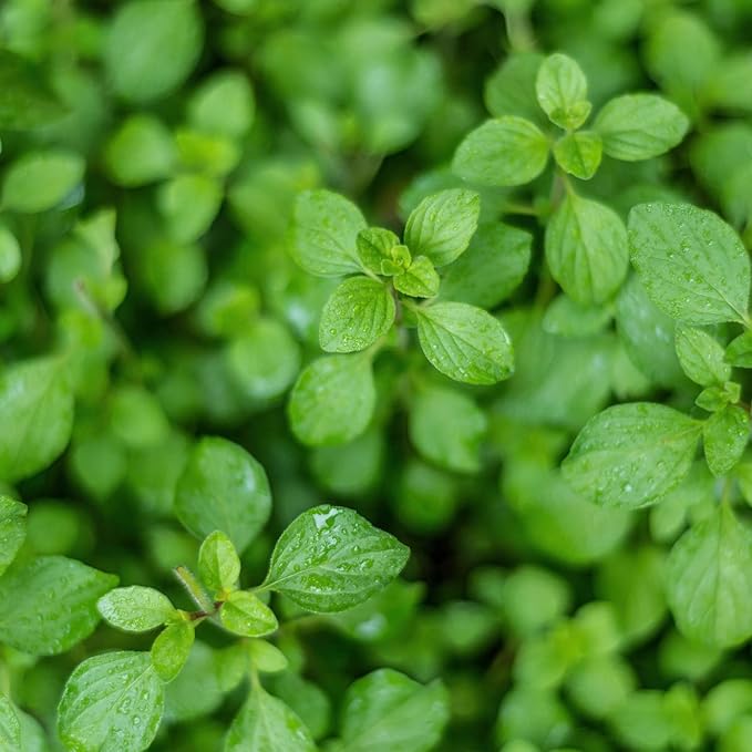 Bonnie Plants Greek Oregano Live Herb Plants - 4 Pack, Perennial in Zones 5 To 9, Major Ingredient in Greek, Italian, & Spanish Cuisine