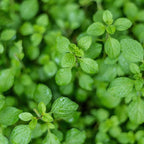 Bonnie Plants Greek Oregano Live Herb Plants - 4 Pack, Perennial in Zones 5 To 9, Major Ingredient in Greek, Italian, & Spanish Cuisine