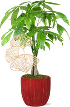 Just Add Ice JA5321 Money Tree in Red & Gold Pottery, Live Indoor Plant, Fully-Rooted, Healthy Leaves, Easy to Grow Gift, Good Luck Wishes, Home Décor Pachira, 5" Diameter, 16" Tall