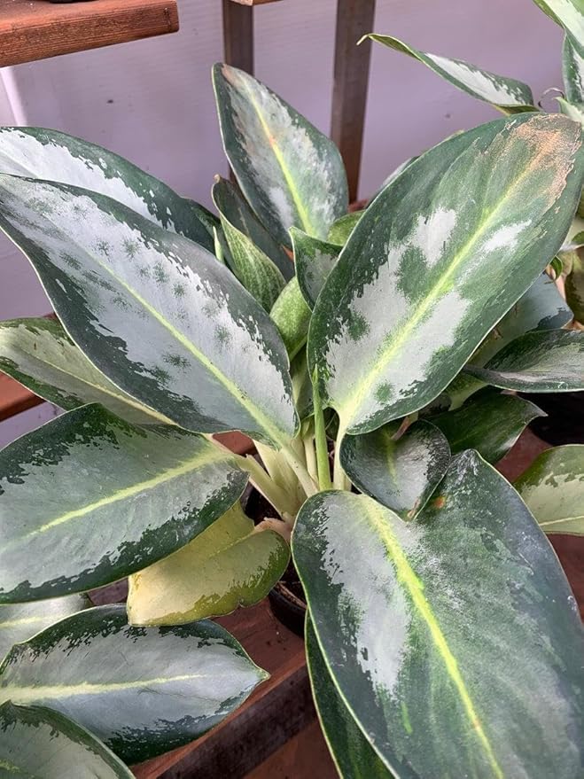 RedCrocus Chinese Evergreen Aglaonema- Indoor House Plant, Low Light, Air Purifying, Durable Foliage, Assorted Varieties for Home & Office Decor 6" Pot