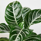 Zebra Aphelandra Live Plant for Indoor | Different Houseplants in 4'' & 6'' Pot | Real House Plant for Living Room, Office, Desk & Bathroom | Zebra Plant | Aphelandra squarrosa