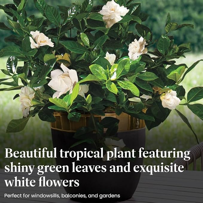American Plant Exchange Gardenia Bush ‘Mini Veitchii’ – Live 6-Inch Indoor Flowering Plant, Fragrant Houseplant for Home or Office, for Mother's Day & Year-Round Décor