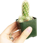 Live Cactus Plants, Fully Rooted 2-inch Cactus Succulent Plants, Rare Varieties for Gift or Home Decoration (Lady Fingers Cactus Mammillaria Elongata)