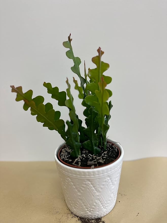 Rare Fishbone Cactus,Epiphyllum Anguliger RIC Rac Cactus,Zig Zag Cactus -5" Growers Pot