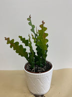 Rare Fishbone Cactus,Epiphyllum Anguliger RIC Rac Cactus,Zig Zag Cactus -5" Growers Pot