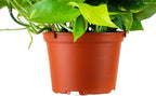 Shop Succulents Pothos Hanging Plant, Live Indoor Plant, Easy Care Hanging Ivy Houseplant in Nursery Pot, Air Purifying Plant in Soil, Housewarming, Home Décor, Trails 2-4 Feet