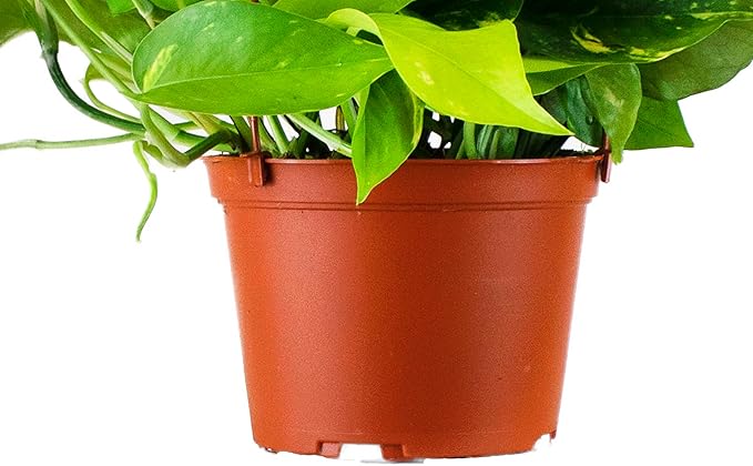 Shop Succulents Pothos Hanging Plant, Live Indoor Plant, Easy Care Hanging Ivy Houseplant in Nursery Pot, Air Purifying Plant in Soil, Housewarming, Home Décor, Trails 2-4 Feet