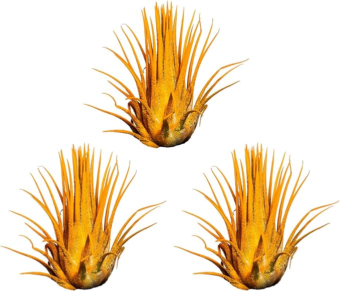 Air Plants - Tillandsia Ionantha - Organically Enhanced Color - Live Arrival Guaranteed - House Plants for Home Decor & Gift (Marigold 3pk)