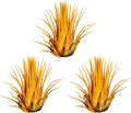 Air Plants - Tillandsia Ionantha - Organically Enhanced Color - Live Arrival Guaranteed - House Plants for Home Decor & Gift (Marigold 3pk)