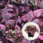 Polka Dot Plant (4-Pack) - Live Houseplants, Small Indoor Plants, Hypoestes Rose - Colorful, Air-Purifying House Plants