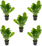 SubstrateSource Echinodorus Parviflorus Rosette Sword Live Plant for Freshwater Aquariums, Natural Fish Tank Decorations, and Aquatic Decor (5 Pots (10-15 Plants))