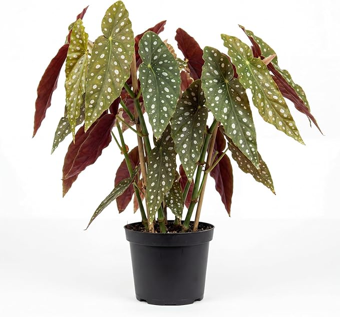 Trailing Begonia Plant Live, Rare Begonias Live Plant, 4-8 Inc Starter Indoor Outdoor Houseplant (Dot Angel Wing Begonia)