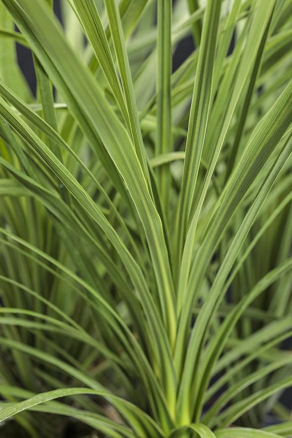 RedCrocus Dracaena 'Spikes' - Evergreen Indoor & Outdoor Plant, Pet Safe, Easy Care, Modern Foliage, Decorative for Borders & Containers 1 Quart (Pack of 12)