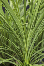 RedCrocus Dracaena 'Spikes' - Evergreen Indoor & Outdoor Plant, Pet Safe, Easy Care, Modern Foliage, Decorative for Borders & Containers 1 Quart (Pack of 10)