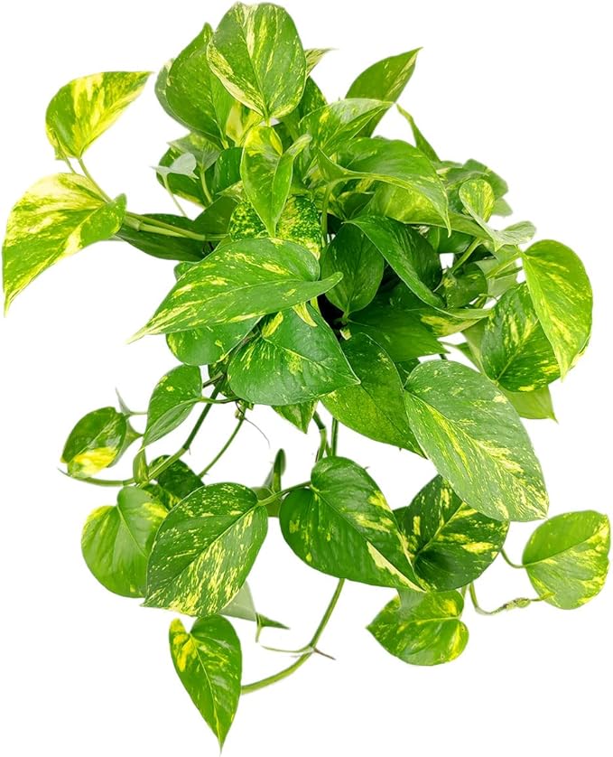 Golden Pothos (6"+ Terracotta Pot) - Trailing Air- Purifying, Easy to Grow Houseplant - Live Healthy Houseplant for Home Office Decoration