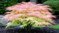 Green Geisha Girl Japanese Maple Tree Plant – Great for Bonsai or Outdoors - Live Ornamental Maple – 12–18 Inch Tall Plant – Stunning Foliage, Slow Growing Landscape Tree for Gardens & Containers