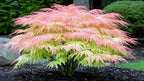 Green Geisha Girl Japanese Maple Tree Plant – Great for Bonsai or Outdoors - Live Ornamental Maple – 12–18 Inch Tall Plant – Stunning Foliage, Slow Growing Landscape Tree for Gardens & Containers