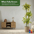 Dracaena Lemon Lime Live Plant Low Light Tropical Indoor Tree Easy Care Air Purifier Plant for Office and Home Decor (Plant Pot, Large (38-48 inches Tall), Dracaena Lemon Lime)