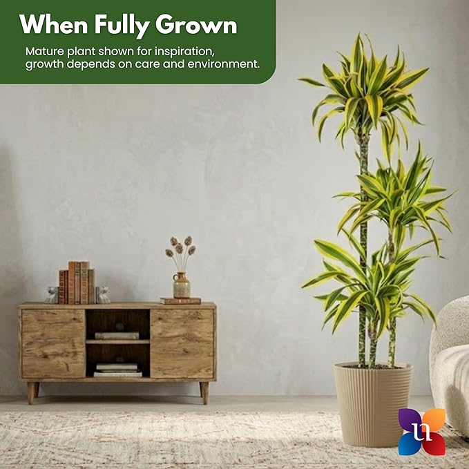 Dracaena Lemon Lime Live Plant Low Light Tropical Indoor Tree Easy Care Air Purifier Plant for Office and Home Decor (Plant Pot, Large (38-48 inches Tall), Dracaena Lemon Lime)