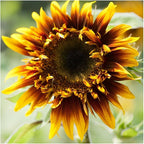 Seed Needs Joker Sunflower Seeds for Planting Sunflowers - Hybrid Flower Seed to Plant an Outdoor Home Grown Butterfly Garden (1 Pack)