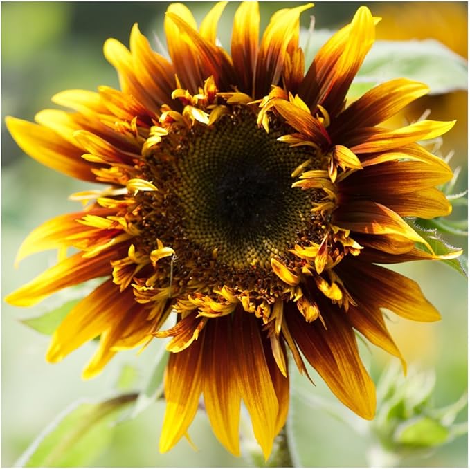 Seed Needs Joker Sunflower Seeds for Planting Sunflowers - Hybrid Flower Seed to Plant an Outdoor Home Grown Butterfly Garden (1 Pack)