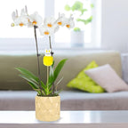Green Circle Growers 5" White with Yellow Orchid in Yellow Pot with Bunny Pick, Live Indoor Plants, House Plant