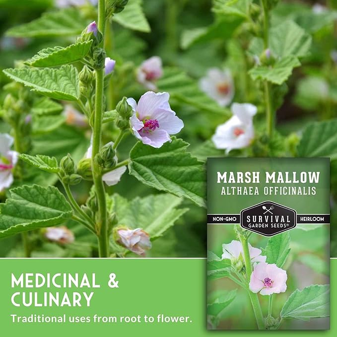 Marshmallow Seeds for Planting - Marsh Mallow Medicinal Herb, Althaea Officinalis, Traditional Root Plant for Herb Garden - Heirloom Non-GMO Open Pollinated - Survival Garden Seeds (2 Pack)