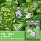 Marshmallow Seeds for Planting - Marsh Mallow Medicinal Herb, Althaea Officinalis, Traditional Root Plant for Herb Garden - Heirloom Non-GMO Open Pollinated - Survival Garden Seeds (3 Pack)