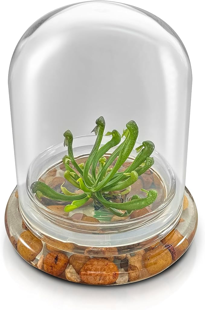 Bloomify Terrarium Cobra Lily–Carnivorous Live Pitcher Plant– Self-Growing – Zero Maintenance Terrarium Plants – Long-Lasting Carnivorous Plants Live - Ecosystem Terrarium – Darlingtonia Californica,