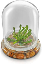 Bloomify Terrarium Cobra Lily–Carnivorous Live Pitcher Plant– Self-Growing – Zero Maintenance Terrarium Plants – Long-Lasting Carnivorous Plants Live - Ecosystem Terrarium – Darlingtonia Californica,