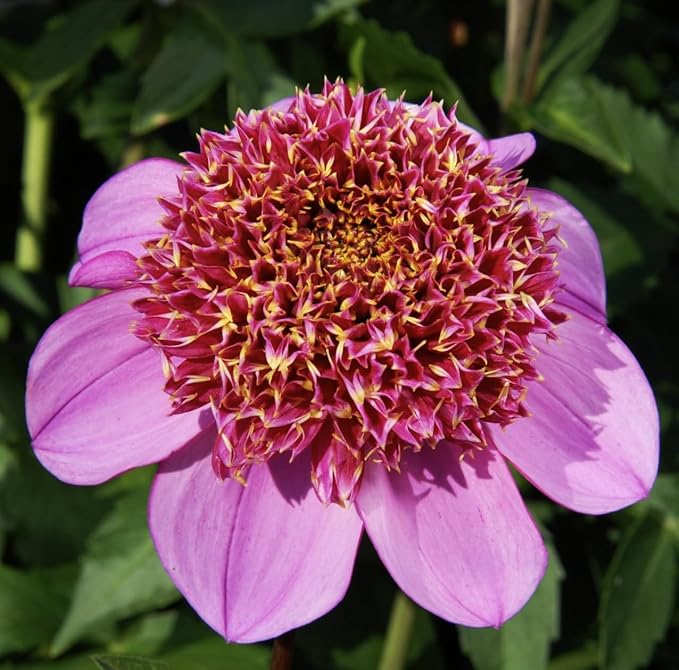 Dad's Favotite Dahlia - 5 Gallon Size Bare Root Tuber - Stunning Pink Blooms for Spring Planting 2025 - Ideal for Gardens and Floral Displays