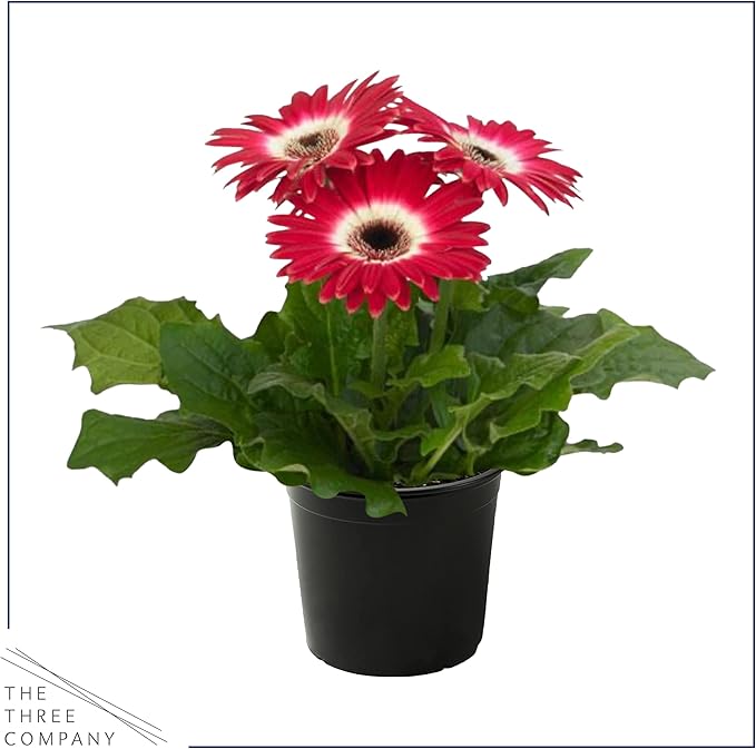 Live Flowering Gerbera Daisies - Rose and White Bicolor (2 Plants Per Pack), Beautiful Spring Flowers, 12" Tall by 5" Wide in 1 Qt Pot
