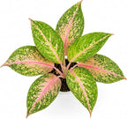 Aglaonema Sparkling Sarah House Plant, Chinese Evergreen Live Plant for Indoor Spaces, Colorful Aglaonema Live Plant, Feng Shui Plants Live Houseplants for Good Luck