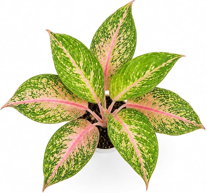 Aglaonema Sparkling Sarah House Plant, Chinese Evergreen Live Plant for Indoor Spaces, Colorful Aglaonema Live Plant, Feng Shui Plants Live Houseplants for Good Luck
