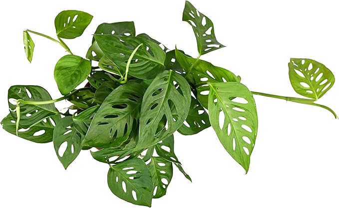 Shop Succulents Monstera Adansonii Trailing Plant, Live Indoor Plant, Easy Care Swiss Cheese Houseplant in Nursery Pot, Air Purifying Plant in Soil, Housewarming, Home Décor, 6" Pot