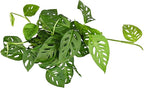 Shop Succulents Monstera Adansonii Trailing Plant, Live Indoor Plant, Easy Care Swiss Cheese Houseplant in Nursery Pot, Air Purifying Plant in Soil, Housewarming, Home Décor, 6" Pot