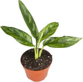 Agloenema Chinese Evergreen - 4'' from California Tropicals