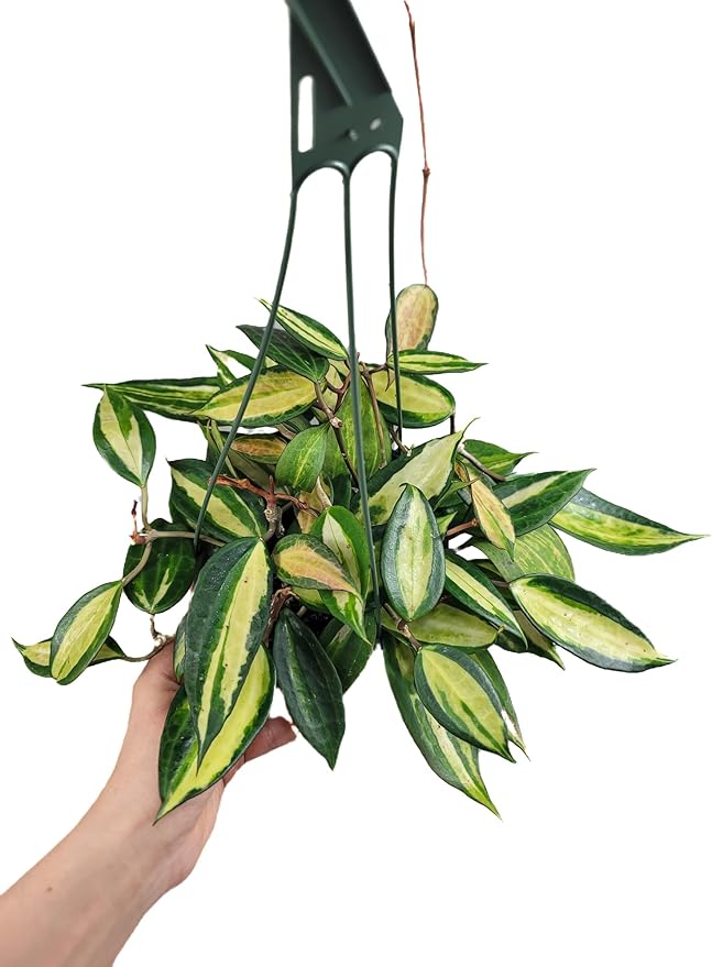 Hoya Pot of Gold - Inner Variegated Hoya Latifolia FKA Macrophylla Inner Variegated - Available in 3.5", 4.5" Pot & 6" Pot - Hoya Plants Live Houseplants (Multiple Plants/Vines, 6" Hanging Pot)