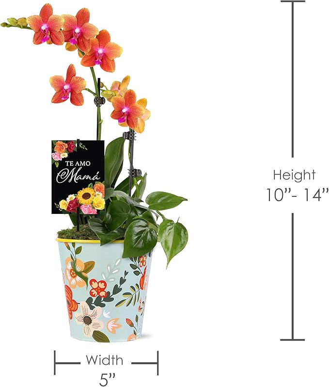 Green Circle Growers 5" Salmon Orchid and Pothos Live Plant Combo in Rifle Tin Planter – Te Amo Mama Mother’s Day Gift Plant Arrangement