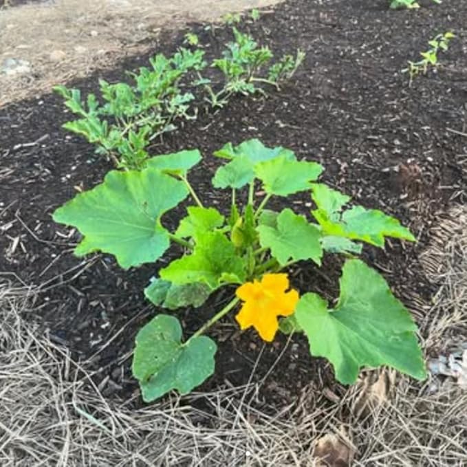 2 Live Squash Plants, Zucchini Plants Seedlings, Yellow Squash Plant Live in 4 Inch Pot