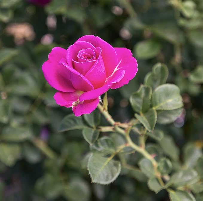 Fresh Roses for Delivery Prime, Pink Rose Live Rose Bush Plants, Indoor Rose Plant Lover Gifts, Fresh Flowers for Delivery Prime, Potted Rose Plant Live Plants, Live Outdoor Plants by Plants for Pets