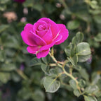 Fresh Roses for Delivery Prime, Pink Rose Live Rose Bush Plants, Indoor Rose Plant Lover Gifts, Fresh Flowers for Delivery Prime, Potted Rose Plant Live Plants, Live Outdoor Plants by Plants for Pets