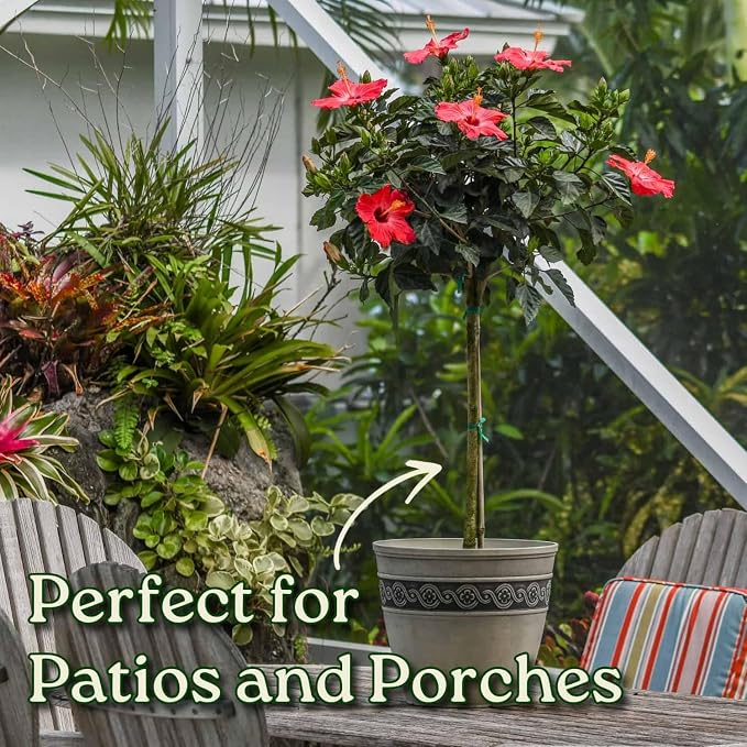 Hibiscus Tree Live - Pink Flowers - Overall Height 38" to 44", 3 Gallon Pot - Tropical Plants of Florida