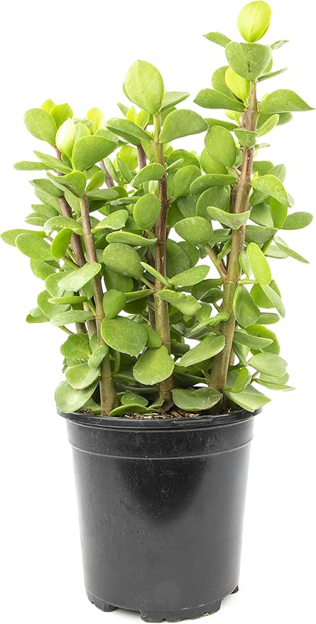 Succulents Plants Live Indoor Plants, Portulacaria Mammoth Live Houseplants, Live Succulents Live Plants Indoor Succulent Plants, Indoor Plant Real Succulents Plants House Plants by Plants for Pets