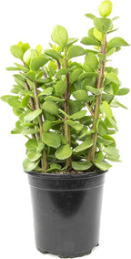 Succulents Plants Live Indoor Plants, Portulacaria Mammoth Live Houseplants, Live Succulents Live Plants Indoor Succulent Plants, Indoor Plant Real Succulents Plants House Plants by Plants for Pets