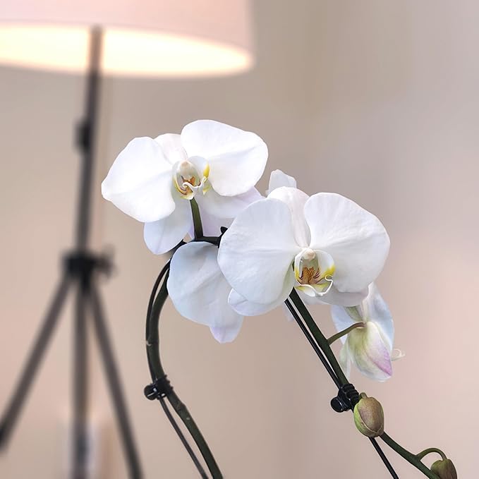 Large White Live Orchids Blooming in 5" Blue & White Orchid Pot, Pet Friendly Live Plant Gifts for Plant Lovers, Approx. 22"+ Tall, Real Houseplants, Phalaenopsis Moth Flowers by Plants for Pets