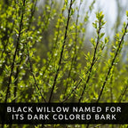 Blackskin Willow Bonsai Tree Cutting to Grow - Rare Dark Branches, Easy-to-Grow Bonsai for Indoor & Outdoor Decor, Beginner-Friendly, Unique Miniature Tree Gift, Fast Growing