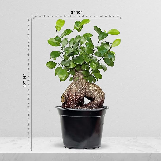 Live Ginseng Ficus, Ficus Retusa, Taiwan Ficus, Banyan Fig, Bonsai Houseplant, Birthday Gift, Housewarming Gift for The Home, Plant Lover Gift, Live Potted Houseplant in 6" Pot